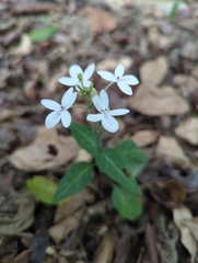 Pseuderanthemum