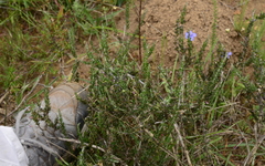 Muraltia macropetala