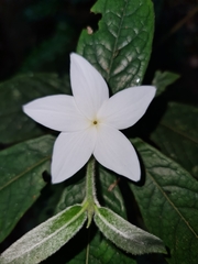 Atractocarpus hirtus