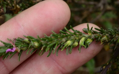 Muraltia macropetala