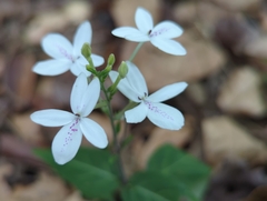 Pseuderanthemum
