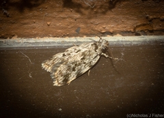 Barea nymphica