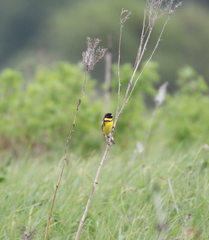 Emberiza aureola