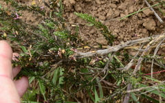 Muraltia macropetala