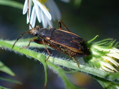 Ligyrocoris obscurus