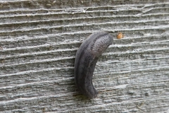 Arionoidea