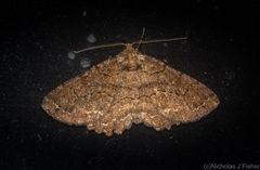 Paradromulia ambigua