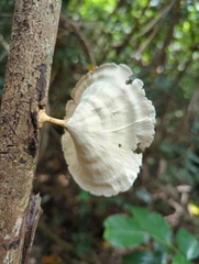 Microporus