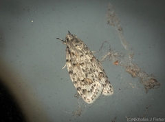 Agriophara horridula