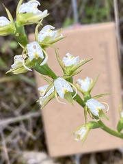 Prasophyllum odoratum