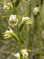 Prasophyllum odoratum