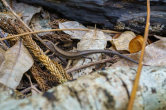 Lampropholis