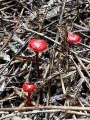 Cruentomycena viscidocruenta