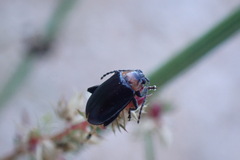 Disonycha xanthomelas
