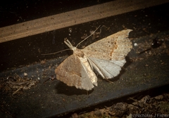 Trigonistis asthenopa