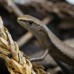 Lampropholis