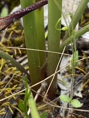 Prasophyllum odoratum