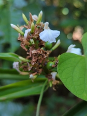 Alpinia