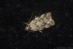 Barea nymphica