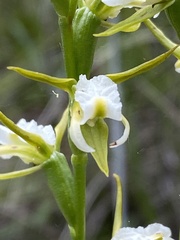 Prasophyllum odoratum