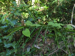 Alpinia