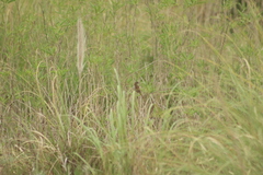 Limnoctites sulphuriferus