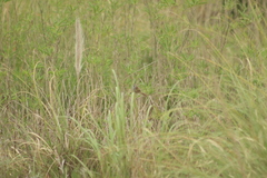 Limnoctites sulphuriferus
