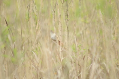 Limnoctites sulphuriferus