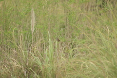 Limnoctites sulphuriferus