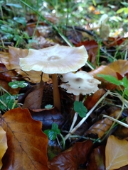 Russula fellea