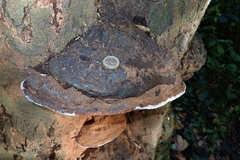 Ganoderma