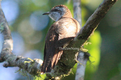 Cacomantis sonneratii