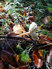 Russula fellea