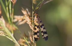 Panorpa meridionalis