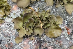 Umbilicaria polyphylla