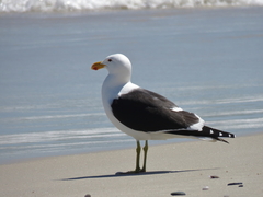 Larus dominicanus vetula