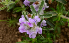 Psoralea decumbens