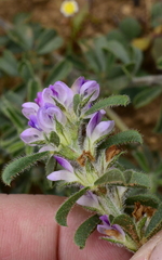 Psoralea decumbens