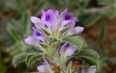 Psoralea decumbens