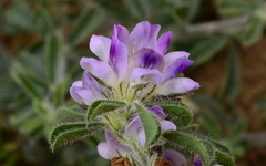 Psoralea decumbens