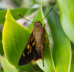 Trapezites symmomus