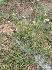 Dactyloctenium aegyptium