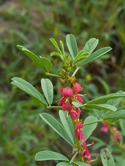 Indigofera trifoliata