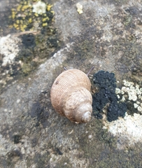 Pomatias elegans