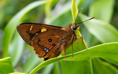 Trapezites symmomus