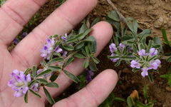 Psoralea decumbens