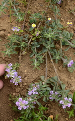 Psoralea decumbens