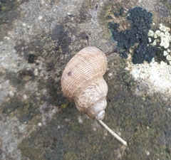 Pomatias elegans