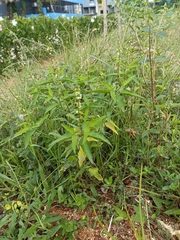 Croton bonplandianus