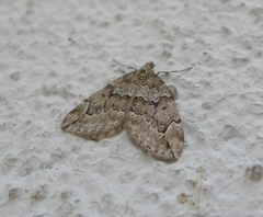 Thera variata